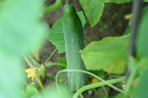 摘菜吃瓜,尽享摘菜吃瓜的田园乐趣