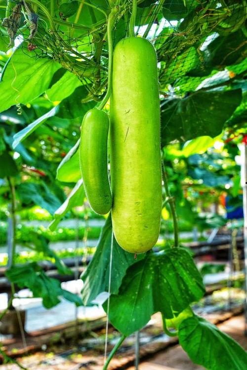 吃些有点苦的瓜,探寻独特苦味瓜果的魅力